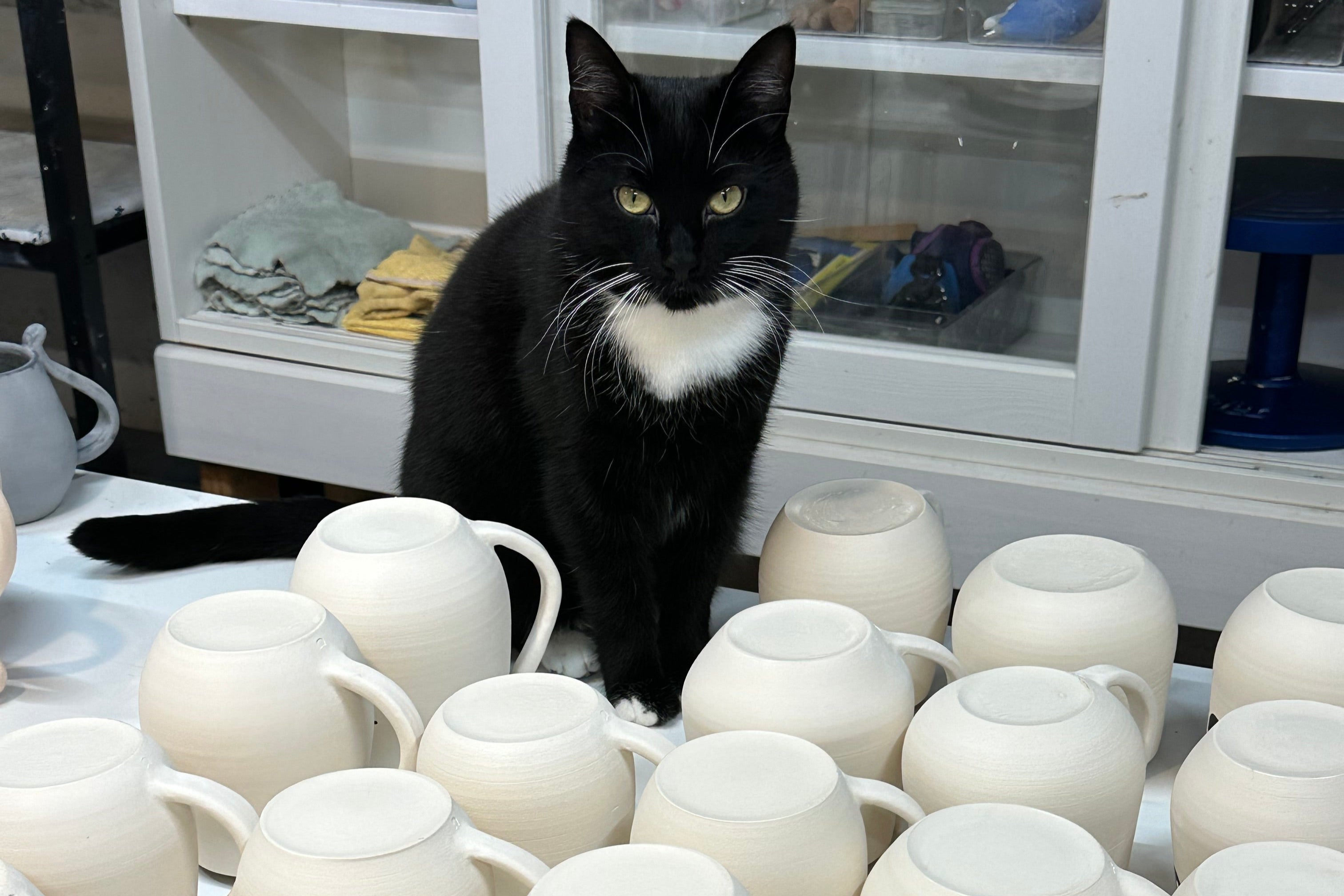 tuxedo cat sitting on table among cat mugs
