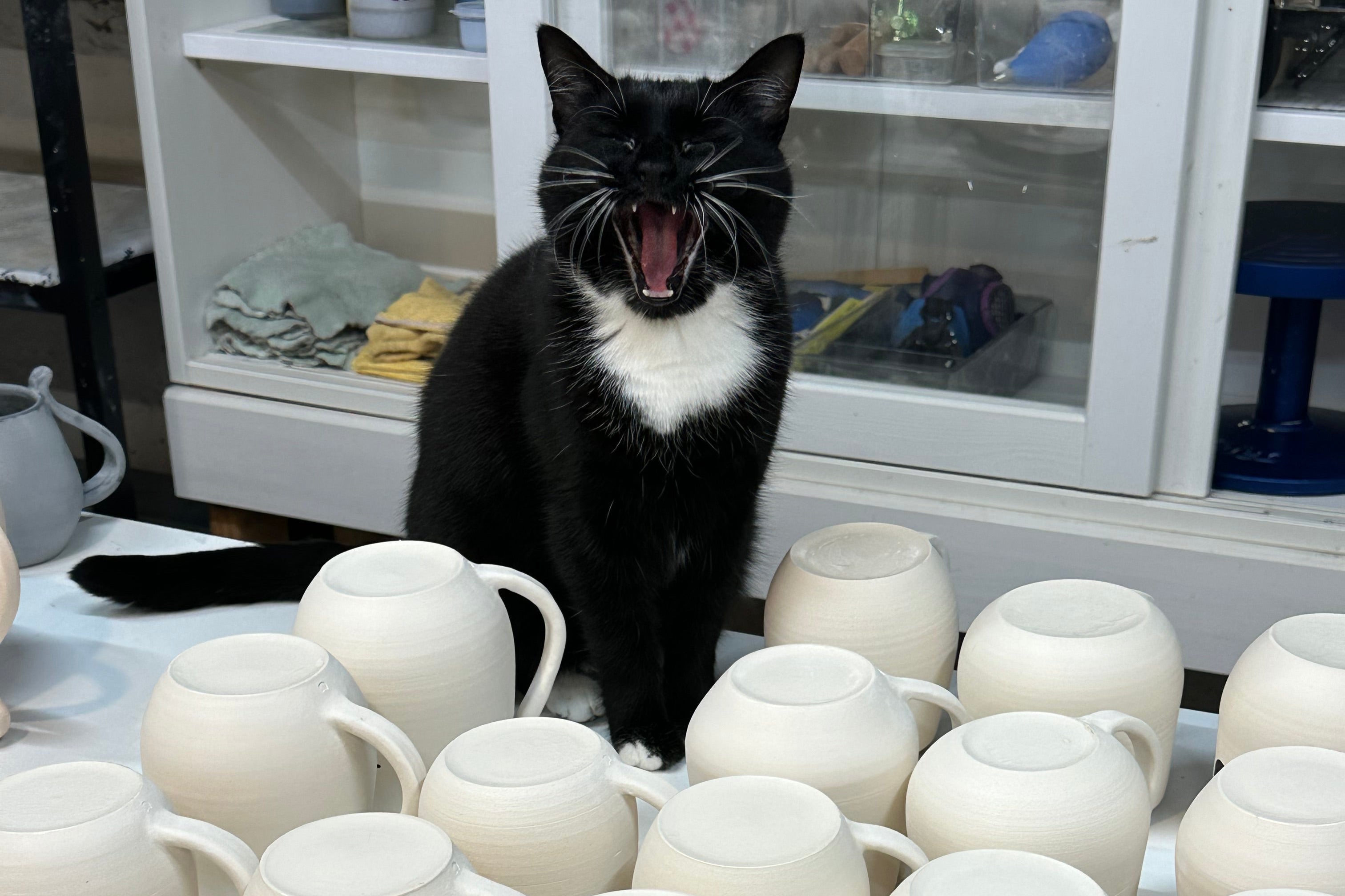 Tuxedo cat mid yawn sitting among bisque ceramic mugs
