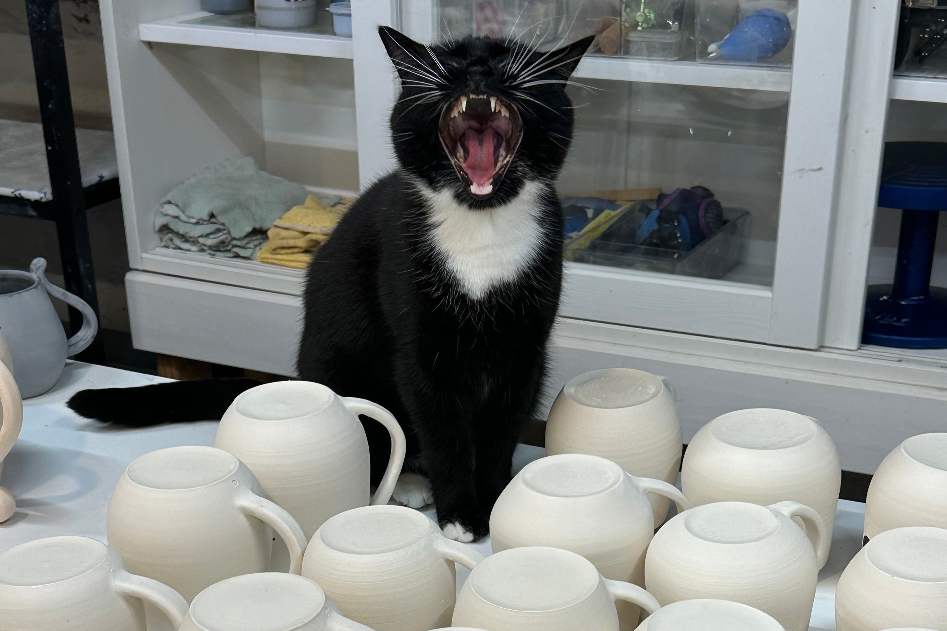 Tuxedo cat big yawn sitting among bisque ceramic mugs